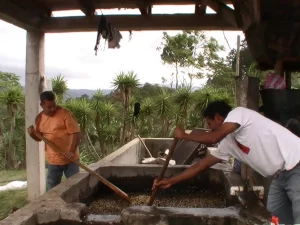 Wet processing in Honduras
